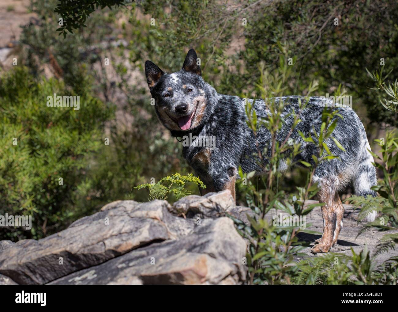 Un giovane cane bovino australiano (Blue Heeler) in piedi su una grande roccia all'aperto di fronte alla fotocamera con la bocca aperta Foto Stock