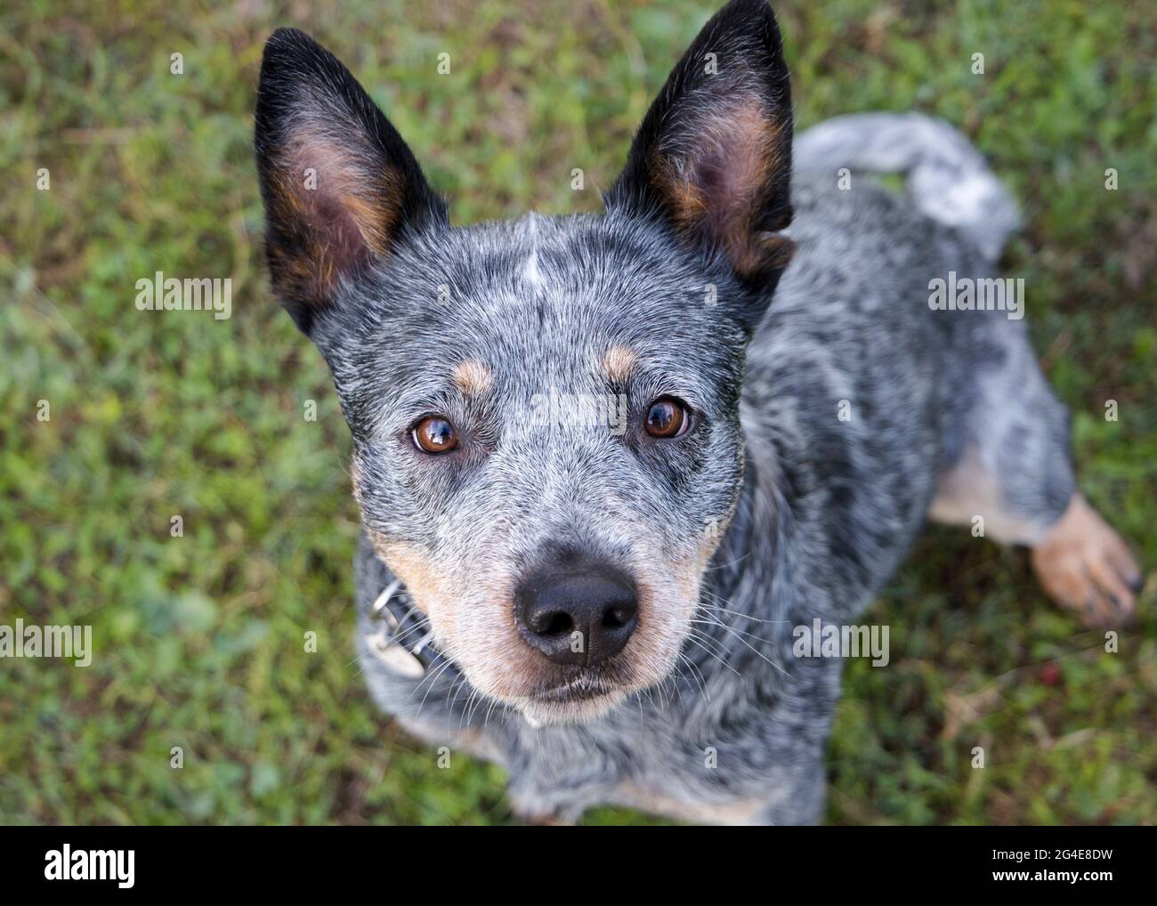 Australian Cattle Dog (Blue Heeler) guardando in alto il ritratto di primo piano della fotocamera del suo volto Foto Stock