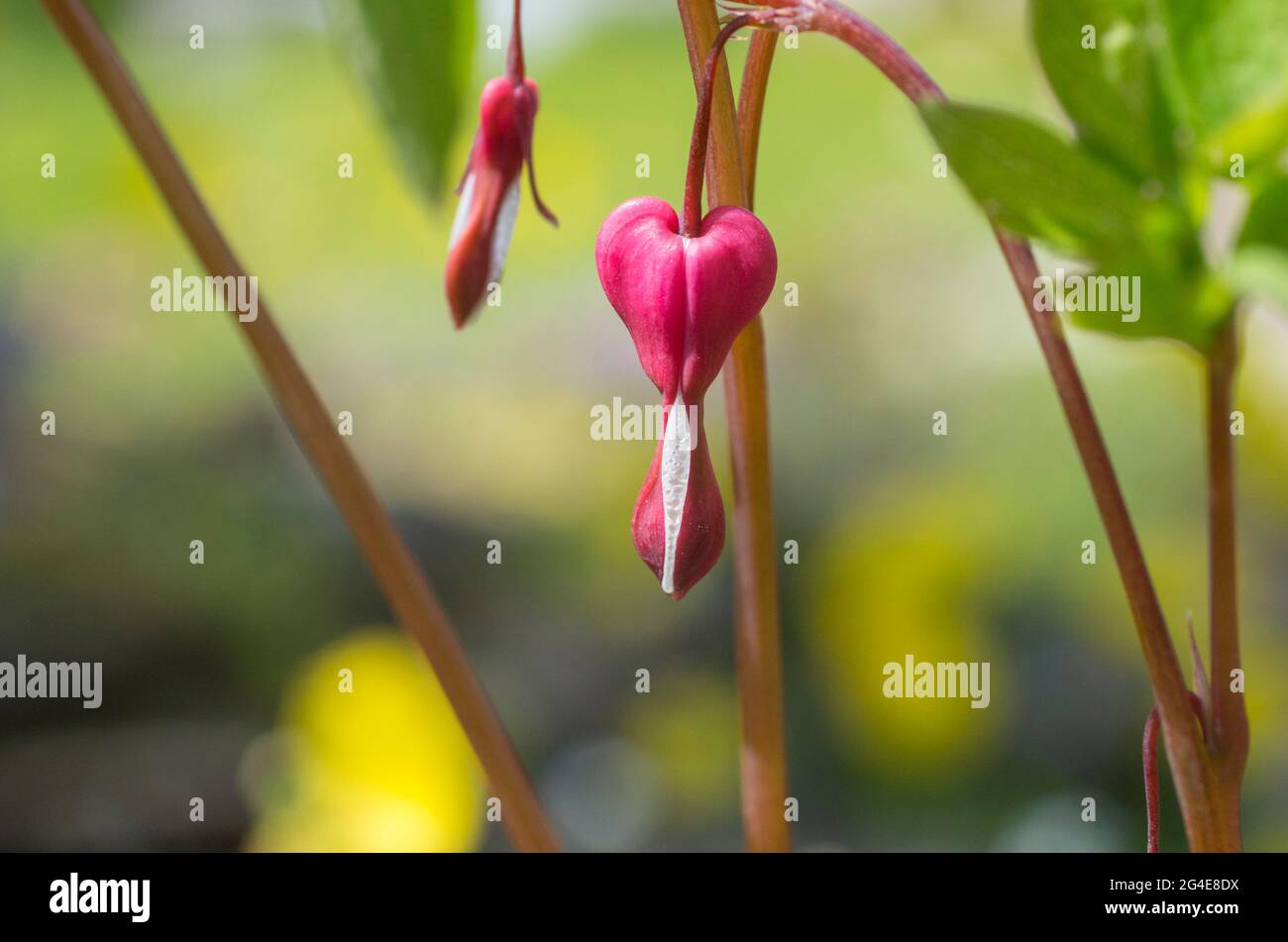 Sanguinamenti cardiaci / Dicentra spectabilis / Lamprocapnos Spectabilis fiori in un giardino in Inghilterra, Regno Unito nel mese di giugno. Foto Stock