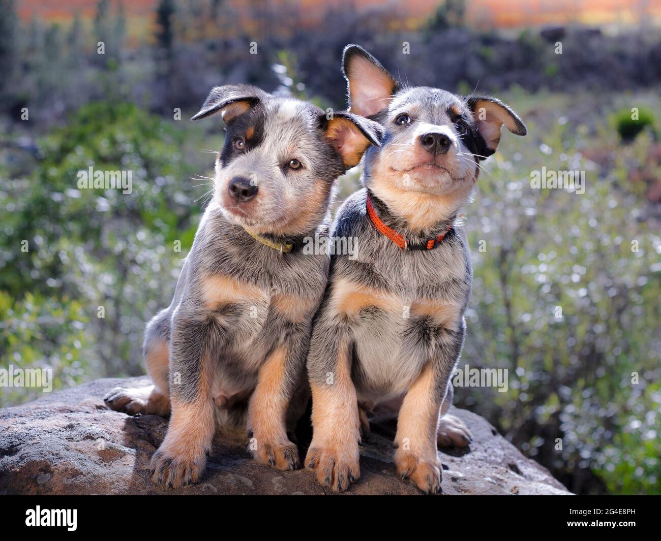 I cuccioli di Australian Cattle Dog (Blue Heeler) seduti su una roccia all'aperto ritratto di fronte alla fotocamera Foto Stock