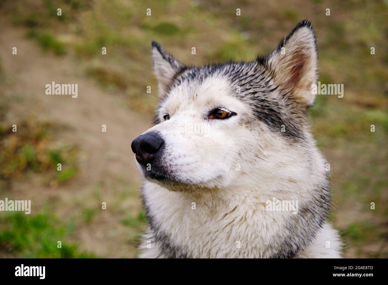 Il cane Husky ha fatto leva sulle orecchie e ha annidato l'aria Foto Stock