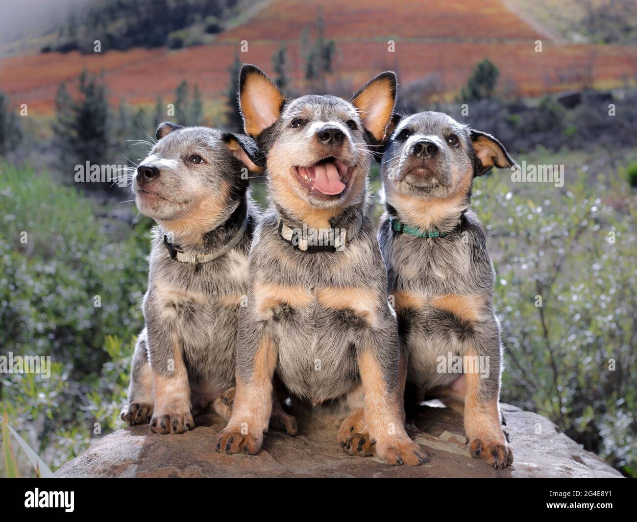 Cuccioli australiani di Cattle Dog (Blue Heeler) seduti su una roccia all'aperto ritratto di tre cuccioli di fronte alla fotocamera Foto Stock