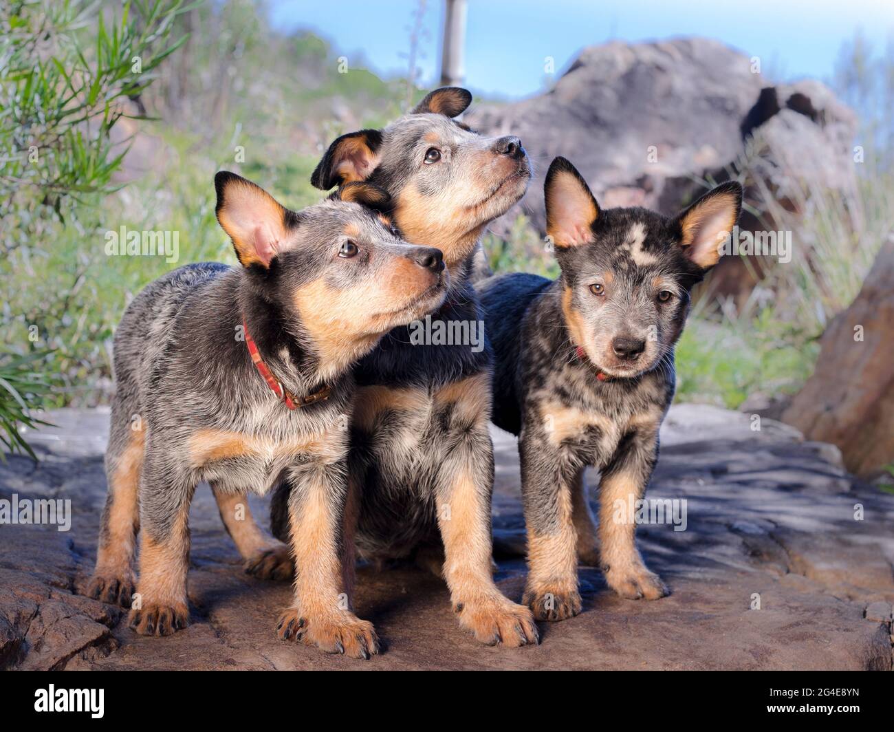 I cuccioli australiani di Cattle Dog (Blue Heeler) seduti su un ritratto di roccia all'aperto con due che guardano lontano Foto Stock