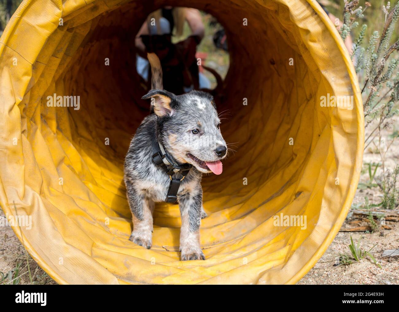 Happy Australian Cattle Dog (Blue Heeler) cuccioli che corrono attraverso un tunnel di agilità divertendosi Foto Stock