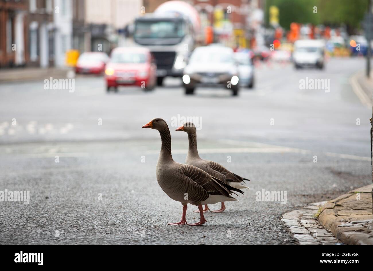 Gylag oche passeggiare per le strade della città vicino Mickelgate Bar di fronte al traffico oncming nella città di York nel nord dello Yorkshire come animali ven Foto Stock