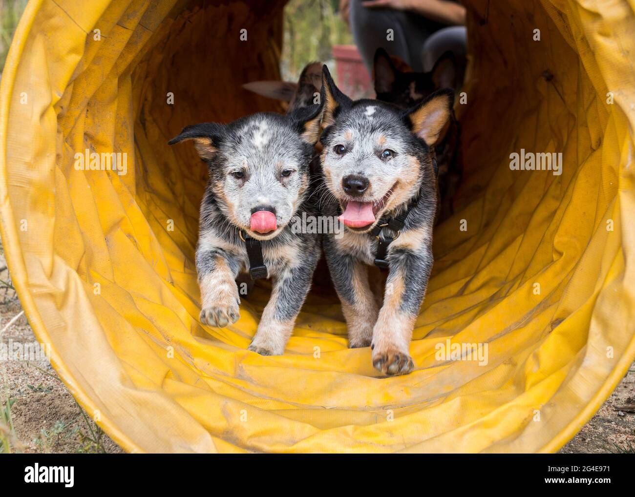Happy Australian Cattle Dog (Blue Heeler) cuccioli che corrono attraverso un tunnel di agilità divertendosi Foto Stock
