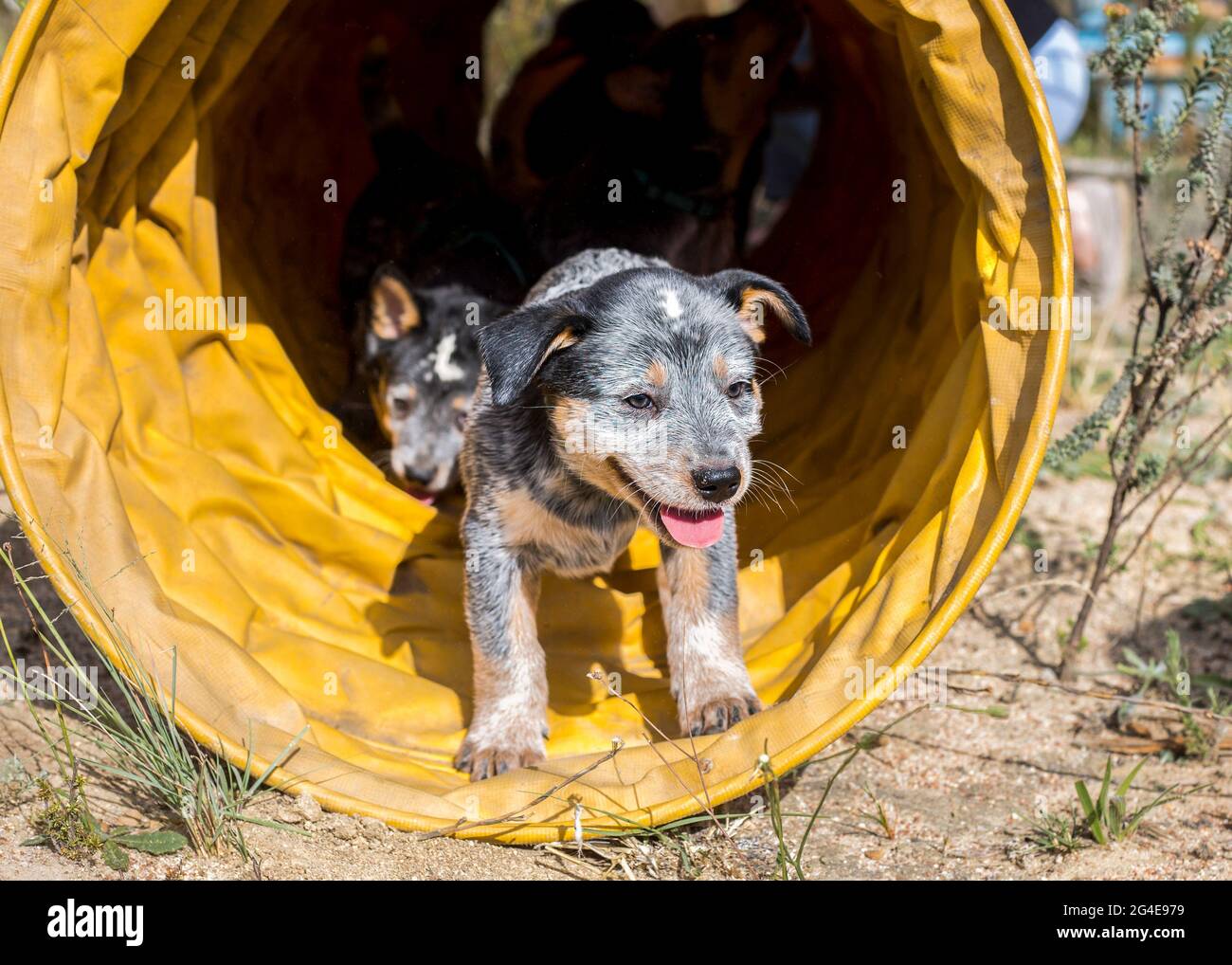 Happy Australian Cattle Dog (Blue Heeler) cuccioli che corrono attraverso un tunnel di agilità divertendosi Foto Stock