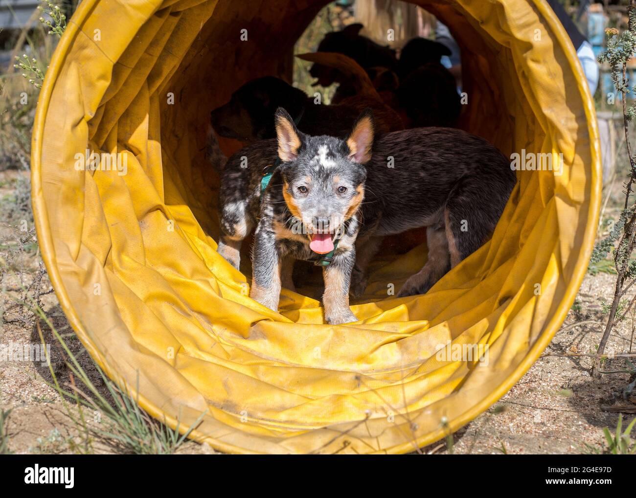 Happy Australian Cattle Dog (Blue Heeler) cuccioli che corrono attraverso un tunnel di agilità divertendosi Foto Stock