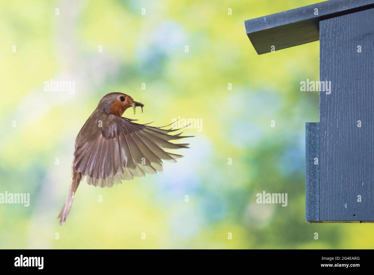 Rotkehlchen, am Nistkasten, Halbhöhle, Halbhöhlenkasten, fliegend, FLUG, Flugbild, Erithacus rubecula, robin, robin europeo, robin rosso, volo, Foto Stock