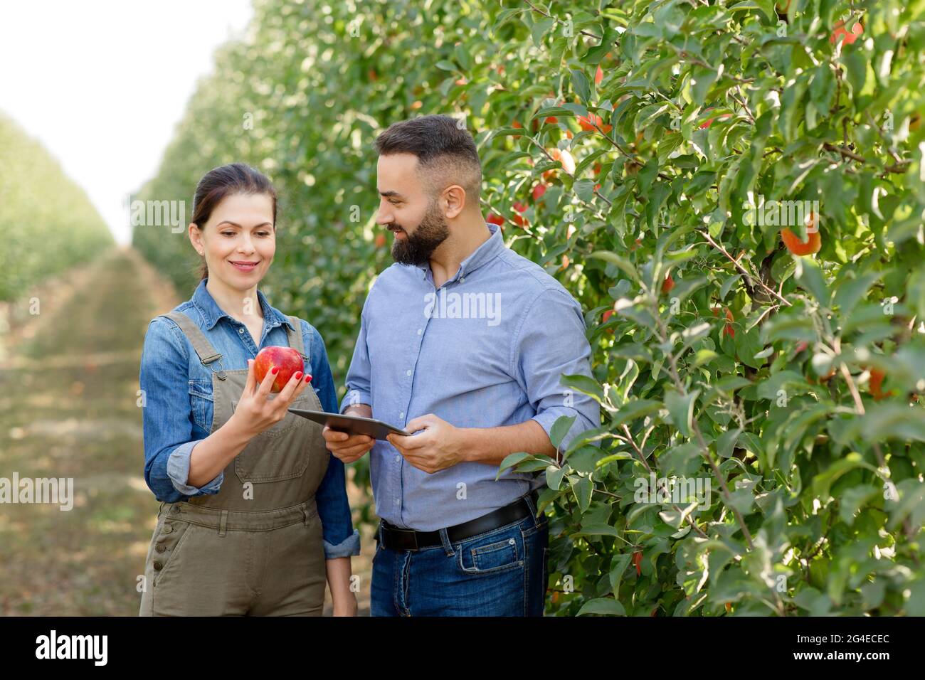 Controllo di qualità della frutta biologica, moderni gadget per il lavoro in eco fattoria Foto Stock