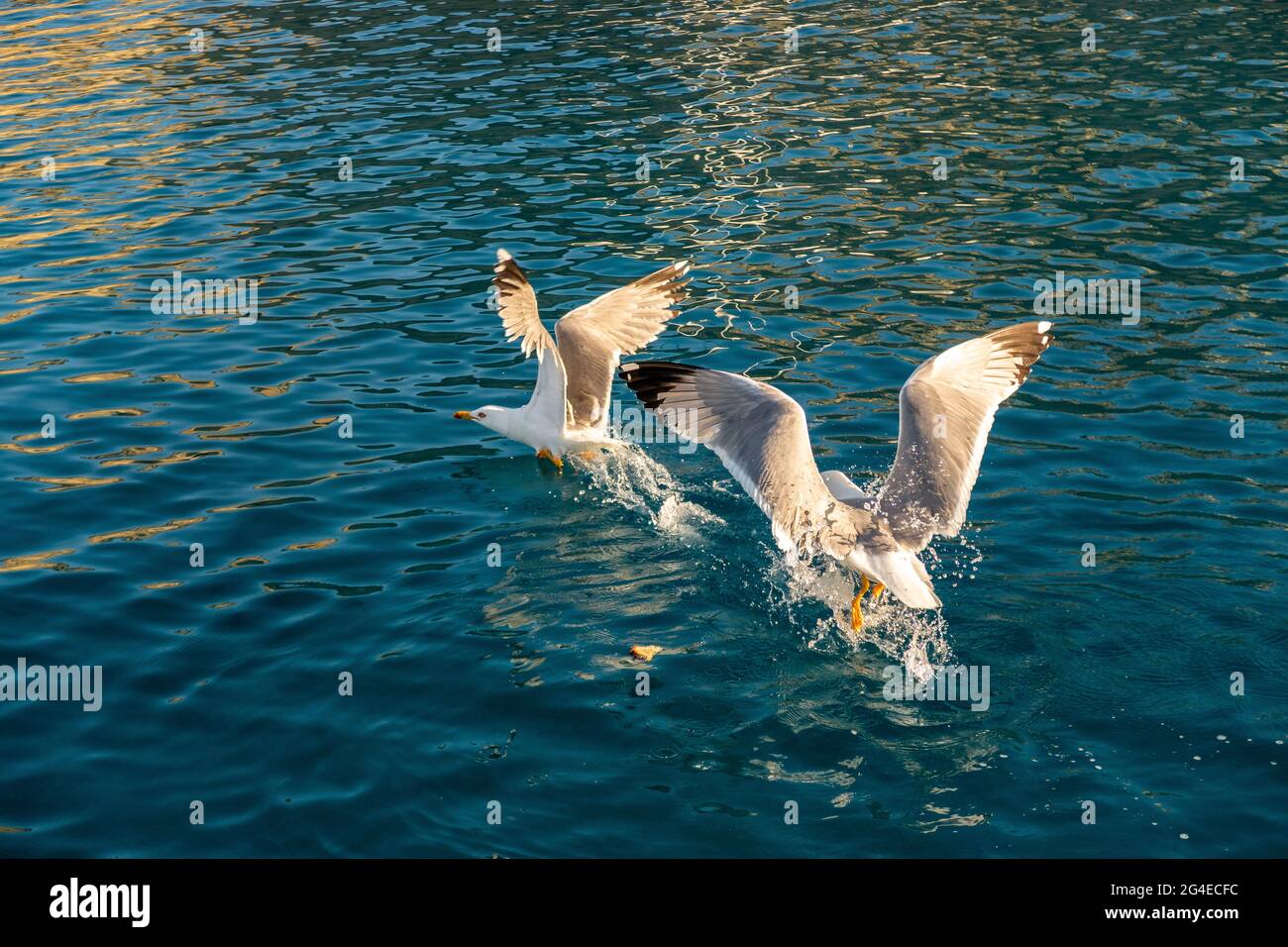 Due grandi gabbiani bianchi (Larus argentatus) lottano per il cibo nelle acque cristalline del Mar Mediterraneo nelle isole Cicladi, Grecia. Foto Stock