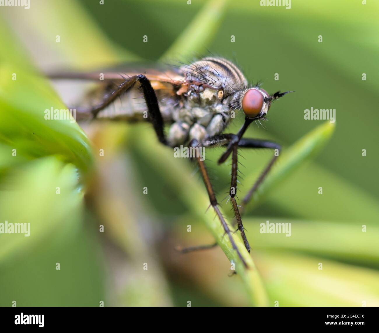 Macro, primo piano di UN Dagger Fly, Empidiae, che riposa su UNA pianta UK Foto Stock