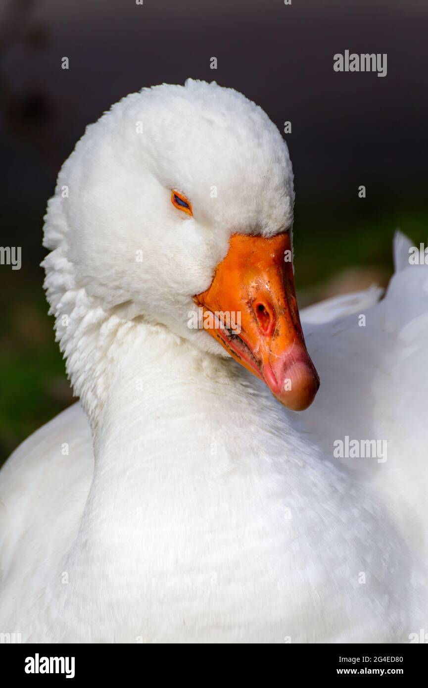 Capo DI UN'Oca Bianca addomesticata, Anser anser domesticus, che mostra Blue Eye e Orange Beak, New Forest UK Foto Stock