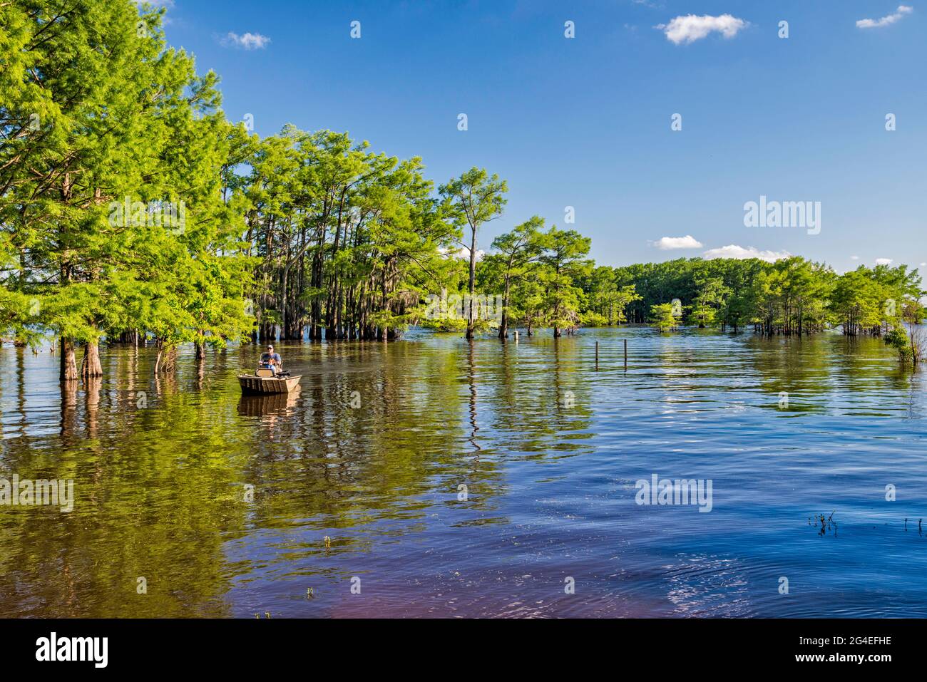 Barche, cipressi calvi in primavera, Potter's Point al lago Caddo, regione di Piney Woods, Texas, Stati Uniti Foto Stock