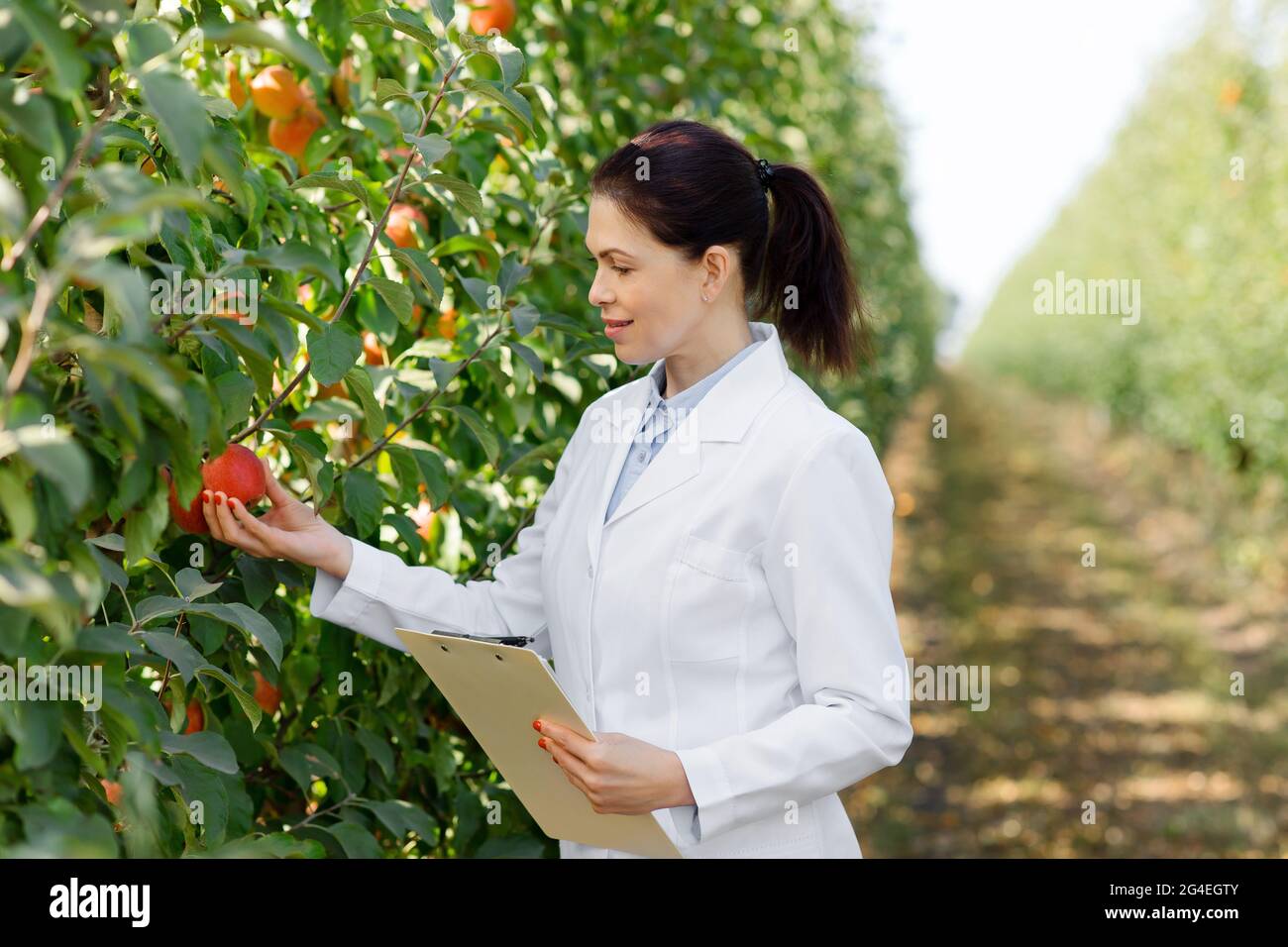 Controllo di qualità della frutta in azienda moderna per la produzione di succhi e purea Foto Stock