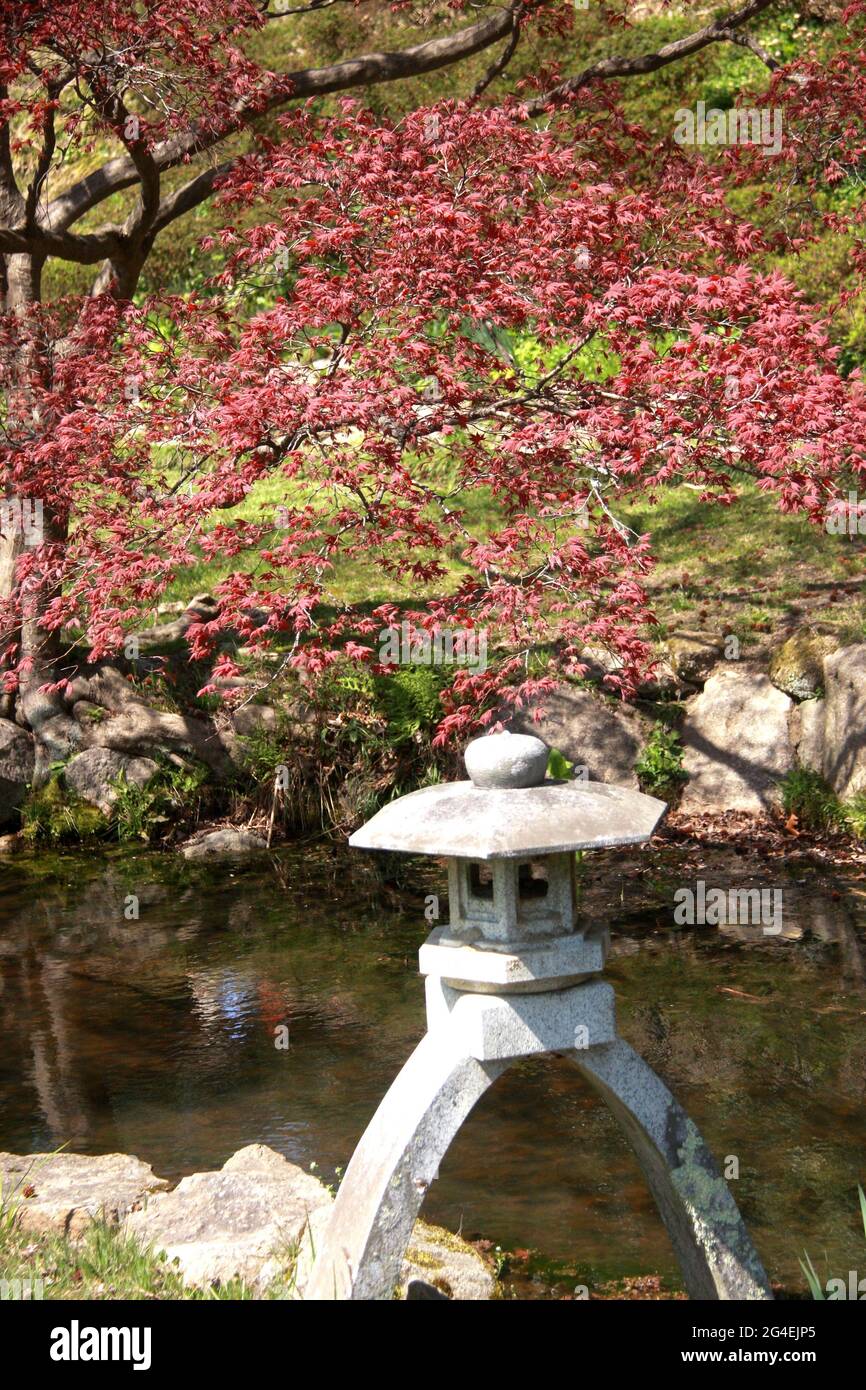 Maymont Park, Richmond, Virginia, Stati Uniti. Opere d'arte di un ruscello nel Giardino Giapponese. Acero in primavera. Foto Stock