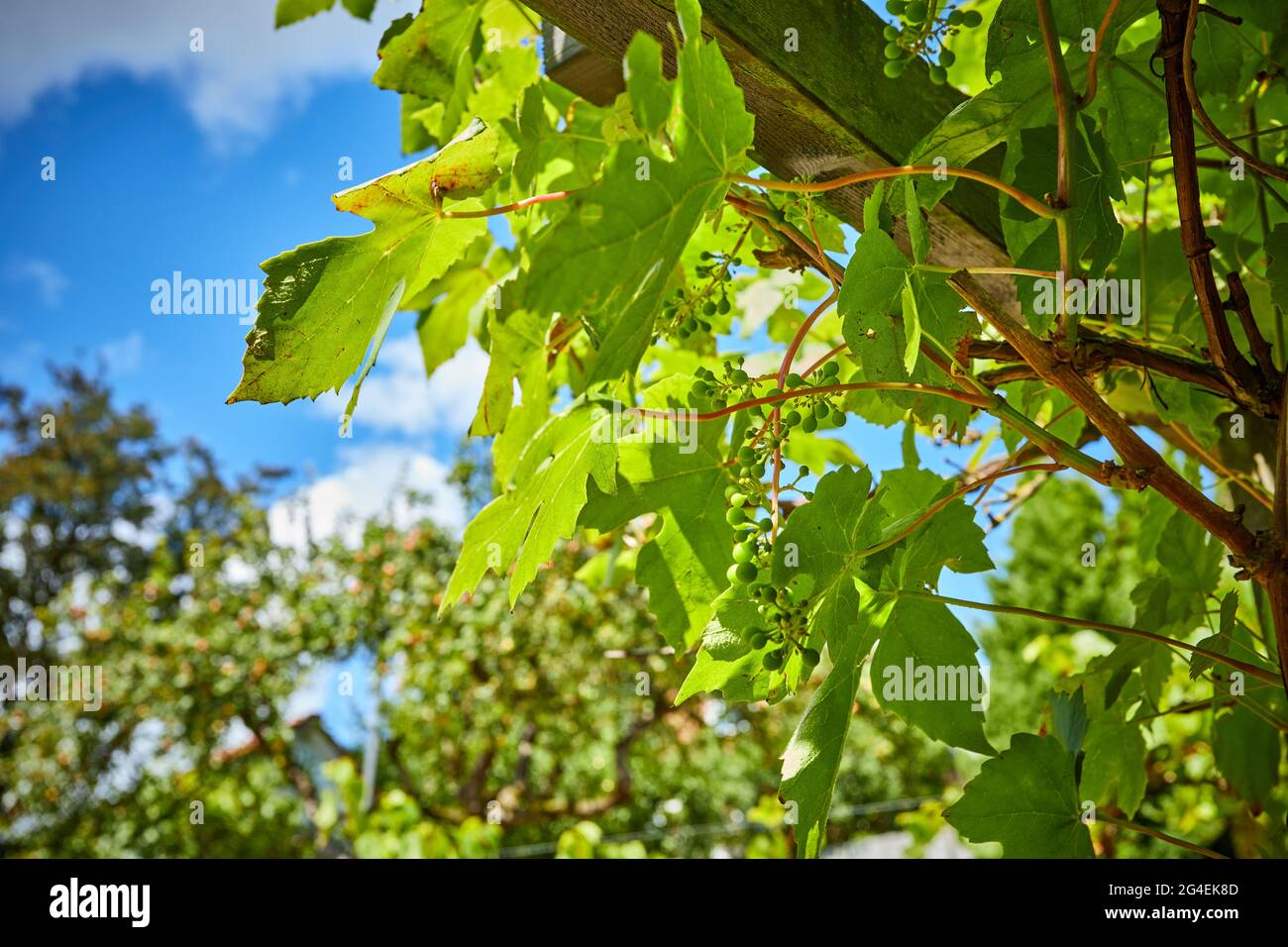 bacche privet che crescono da un albero in un giardino Foto Stock