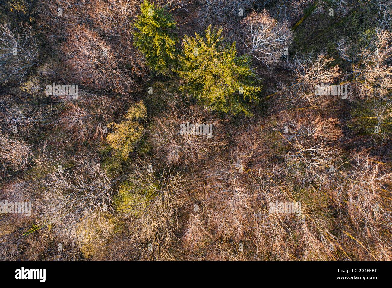 Vista dall'alto della foresta di alberi decidui all'inizio della primavera Foto Stock