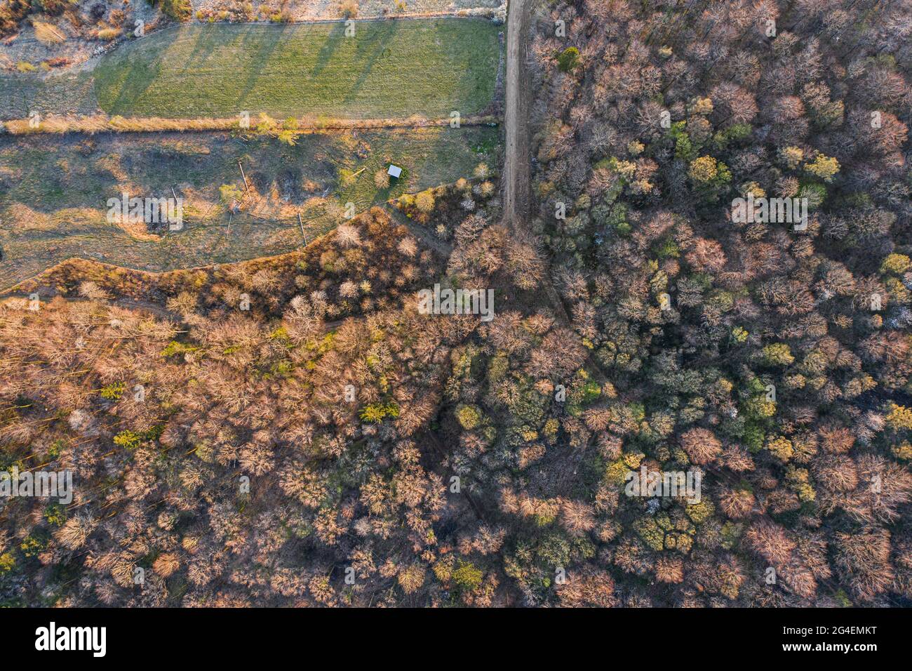 Vista dall'alto della foresta a foglia larga all'inizio della primavera Foto Stock
