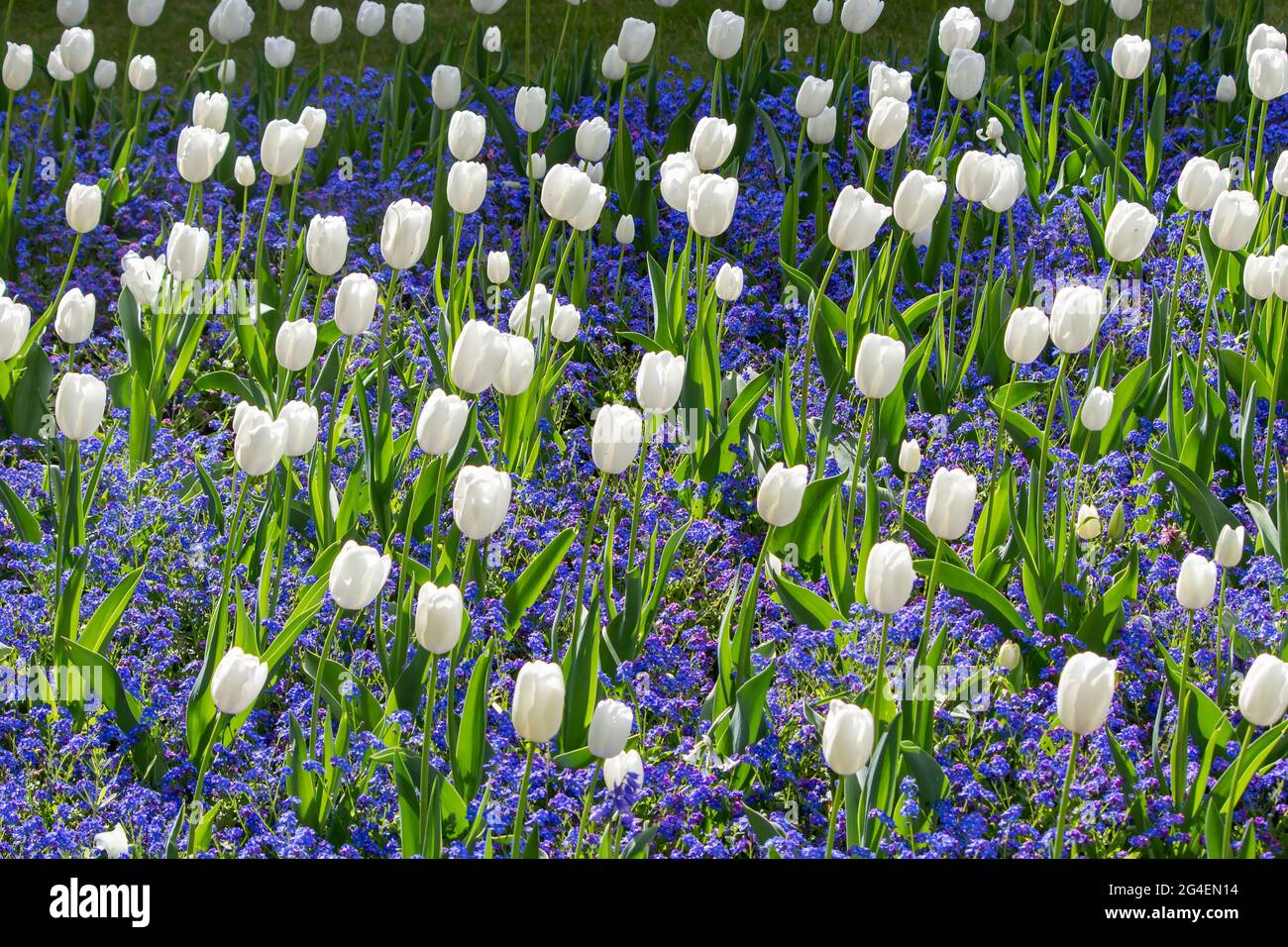 I tulipani bianchi fioriscono durante la stagione primaverile Foto Stock