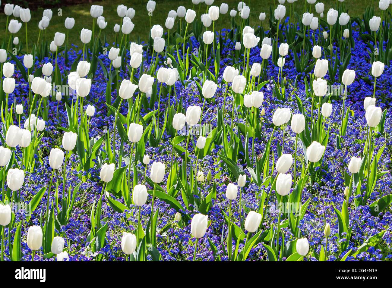 I tulipani bianchi fioriscono durante la stagione primaverile Foto Stock