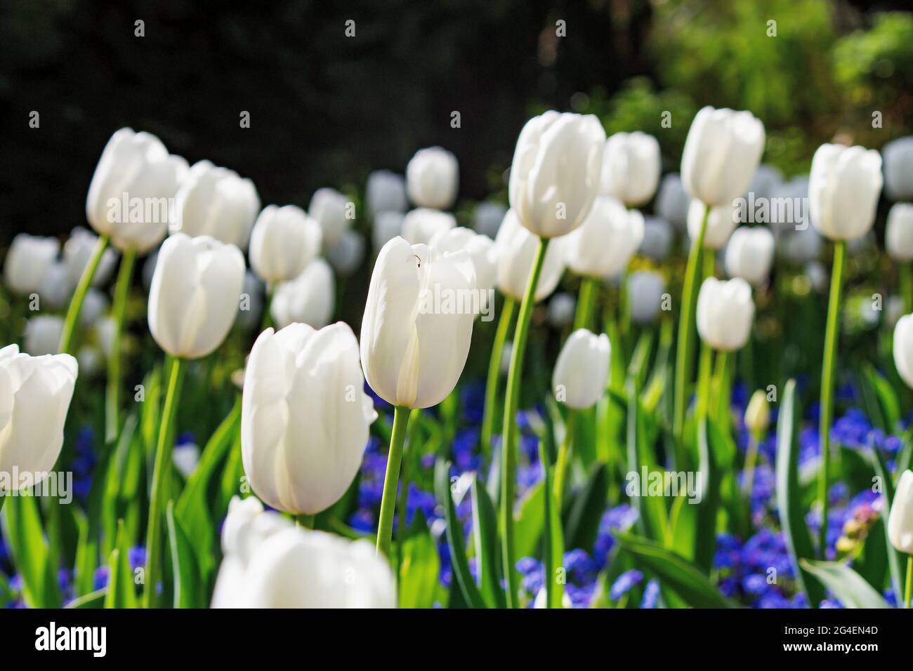 I tulipani bianchi fioriscono durante la stagione primaverile Foto Stock