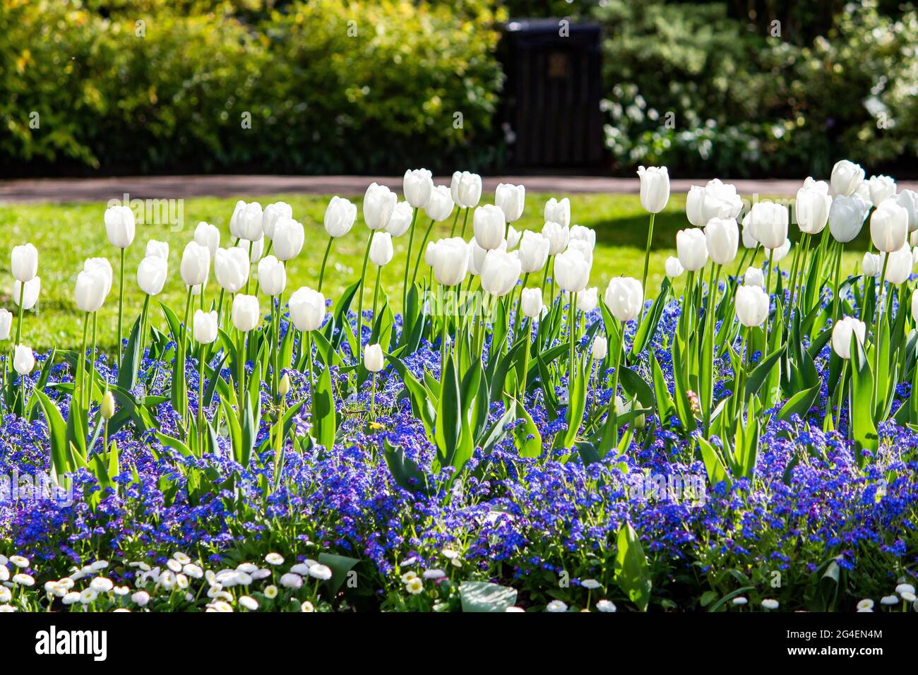 I tulipani bianchi fioriscono durante la stagione primaverile Foto Stock