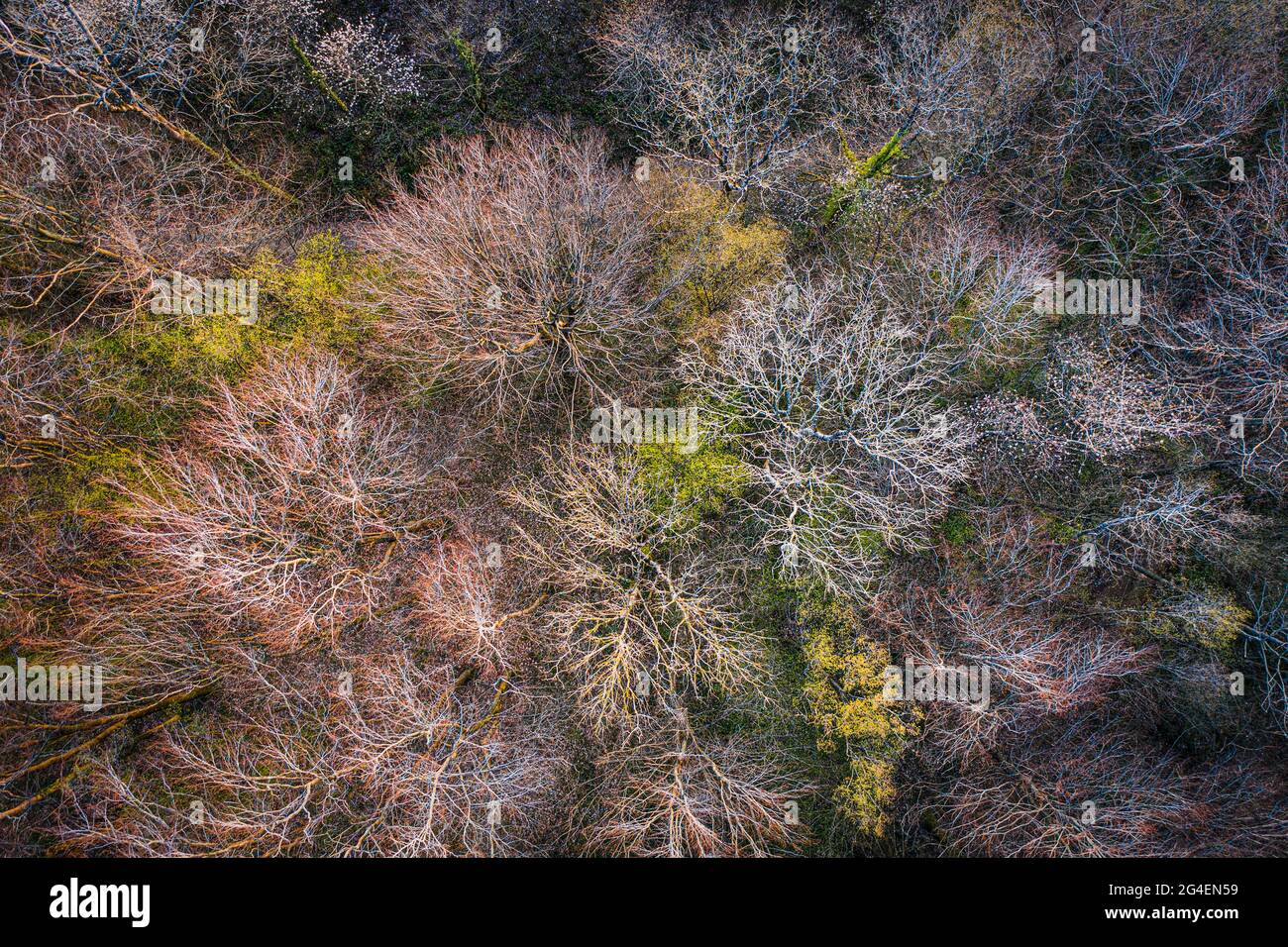 Vista dall'alto della foresta di alberi decidui all'inizio della primavera, Ardenne, Belgio Foto Stock