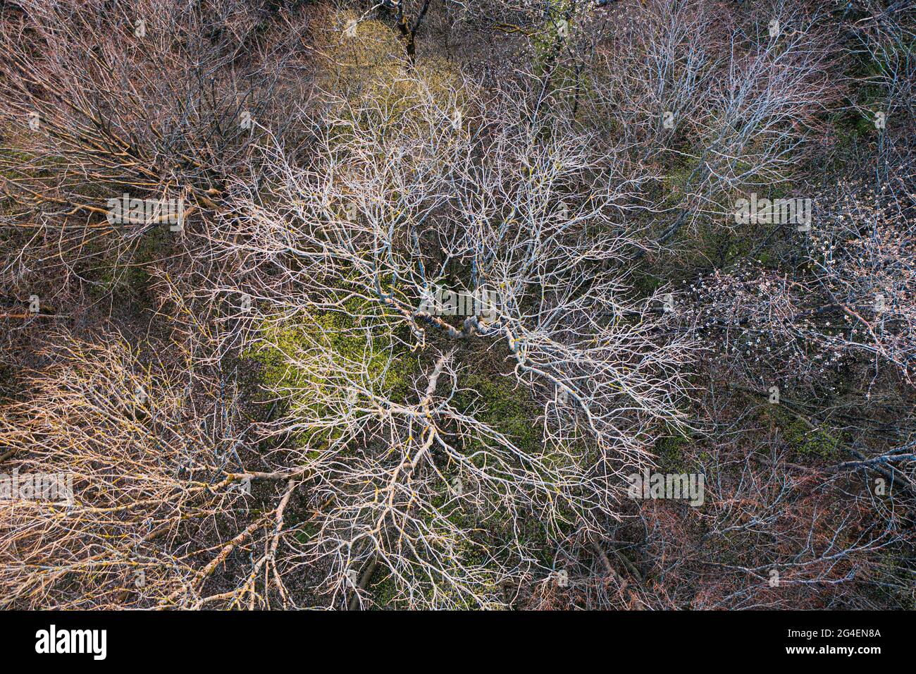 Vista dall'alto della foresta di alberi decidui all'inizio della primavera Foto Stock
