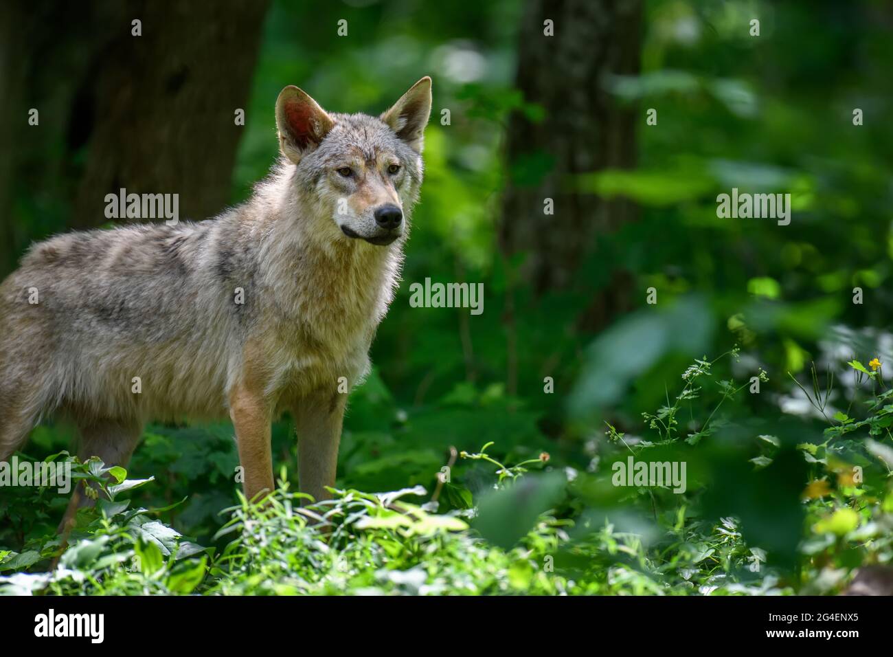 Chiudi Wolf nella foresta estiva. Scena della fauna selvatica dalla natura. Animali selvatici nell'habitat naturale Foto Stock