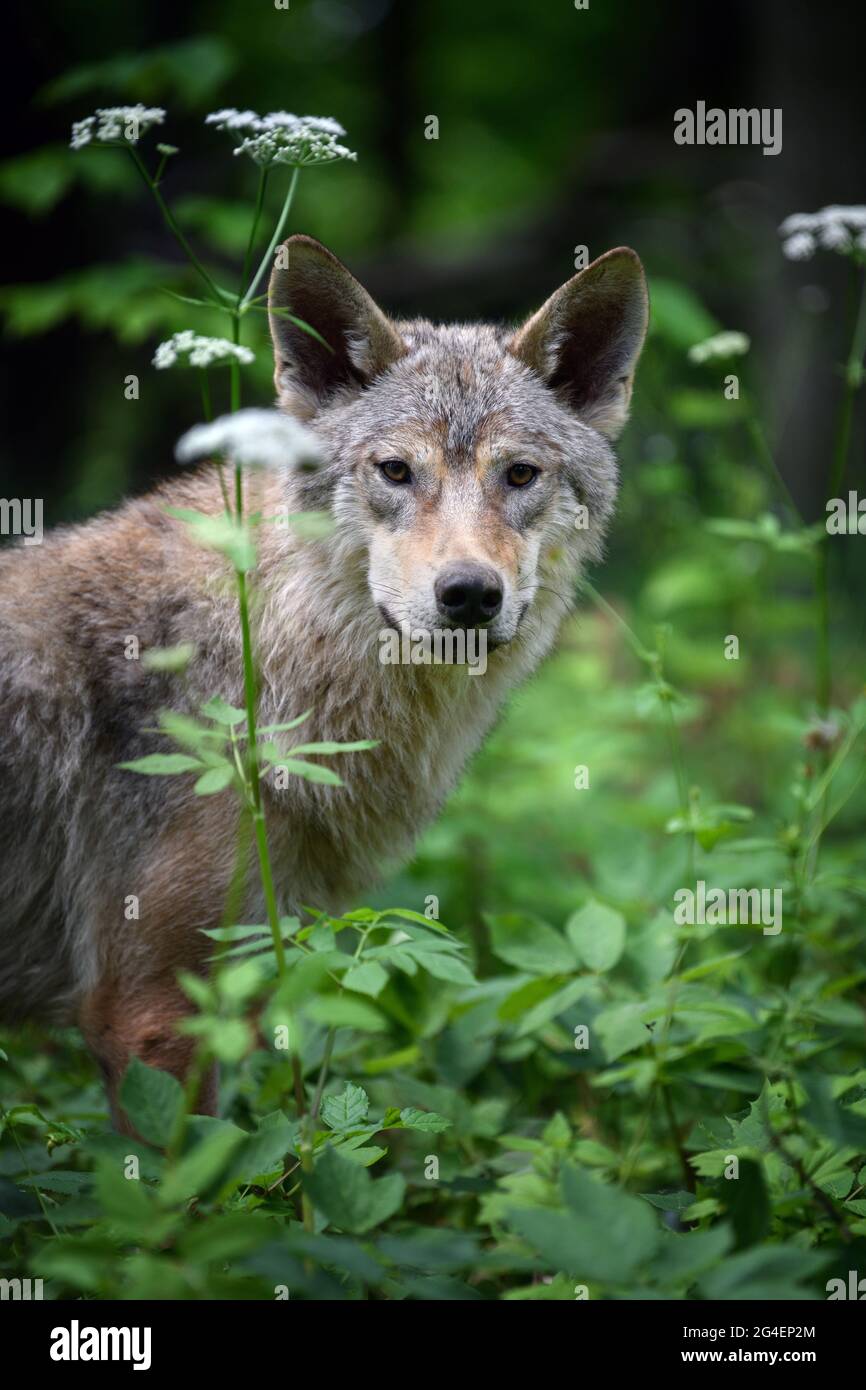 Ritratto di lupo nella foresta estiva. Scena della fauna selvatica dalla natura. Animali selvatici nell'habitat naturale Foto Stock