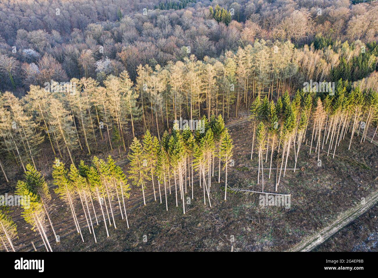 Vista aerea del lavoro di gestione forestale, Ardenne, Belgio. Foresta di alberi decidui e o contro foresta di abete rosso. Foto Stock