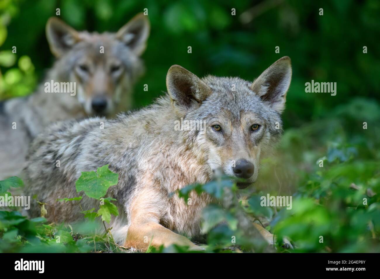 Due lupi nella foresta estiva. Scena della fauna selvatica dalla natura. Animali selvatici nell'habitat naturale Foto Stock