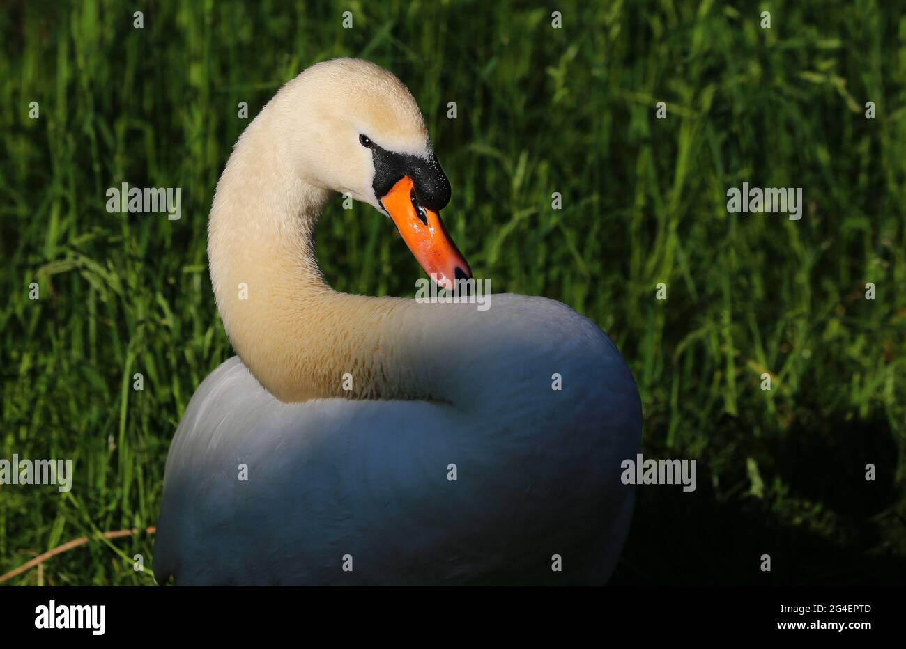 Weißer Schwan a Sulzbach Rosenberg. Amberg, Oberpfalz, Bayern Foto Stock