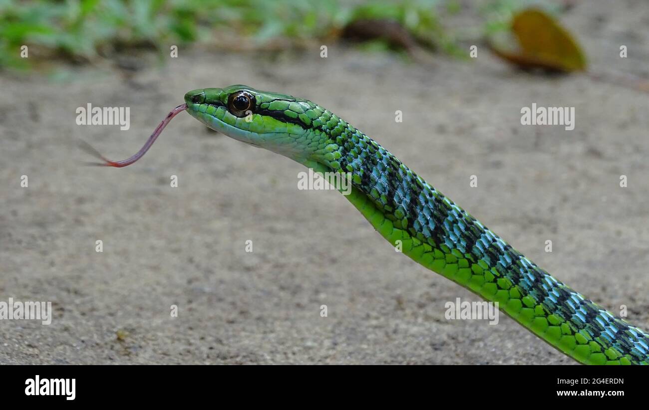 Andaman Green Bronzeback Tree Snake, Dendrelaphis andamanensis, Anderson, 1871, NON VENOMOUS, Endemico COMUNE alle Andamane e alle piccole Isole Andamane Foto Stock