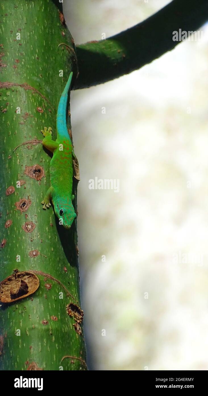 Giorno delle Andamane gecko, Phelsuma andamanensis endemico alle isole Andamane dell'India. È una piccola lucertola sottile, di colore verde brillante Foto Stock