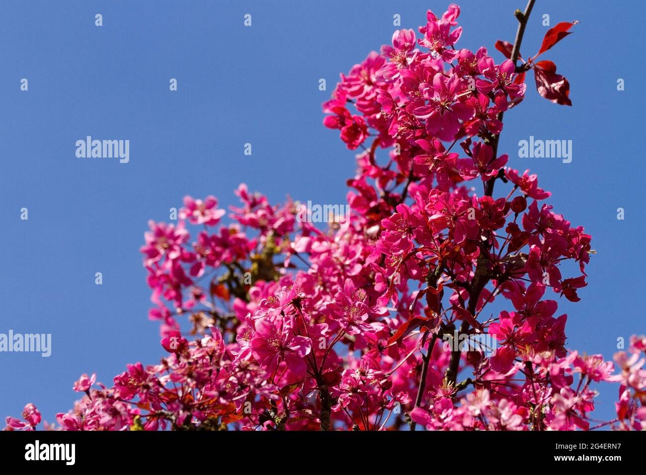 La caratteristica fioritura rosa iniziale di Sargent's Cherry lo rende una scelta popolare per i giardinieri. Originariamente originari del Giappone sono ampiamente piantati Foto Stock
