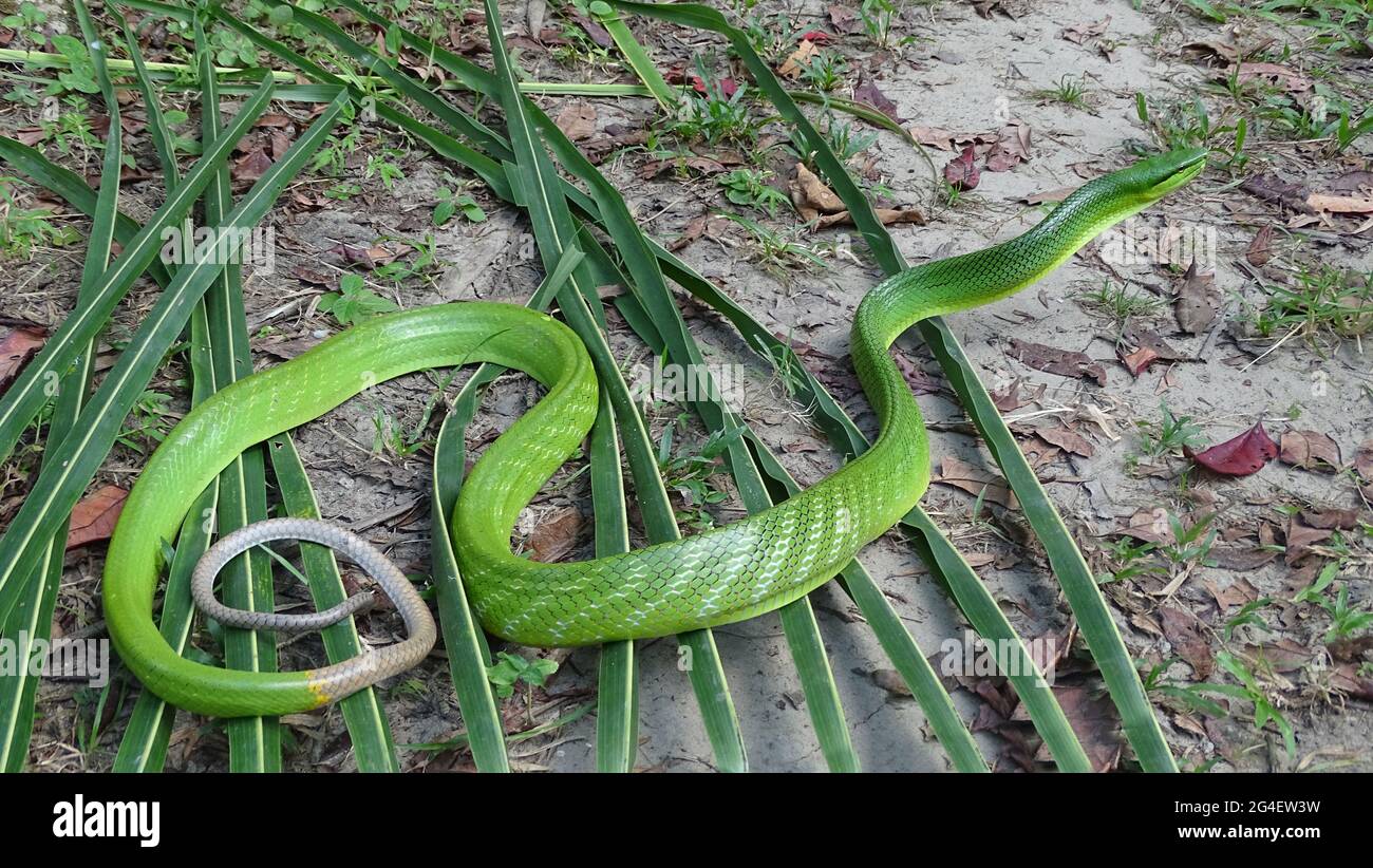 Snake di Trinket a coda rossa , Gonyosoma oxycephalum, Boie, 1827. NON VELENOSE, RARE Andamane e piccole Andamane in India. Altrove: In tutto il S Foto Stock