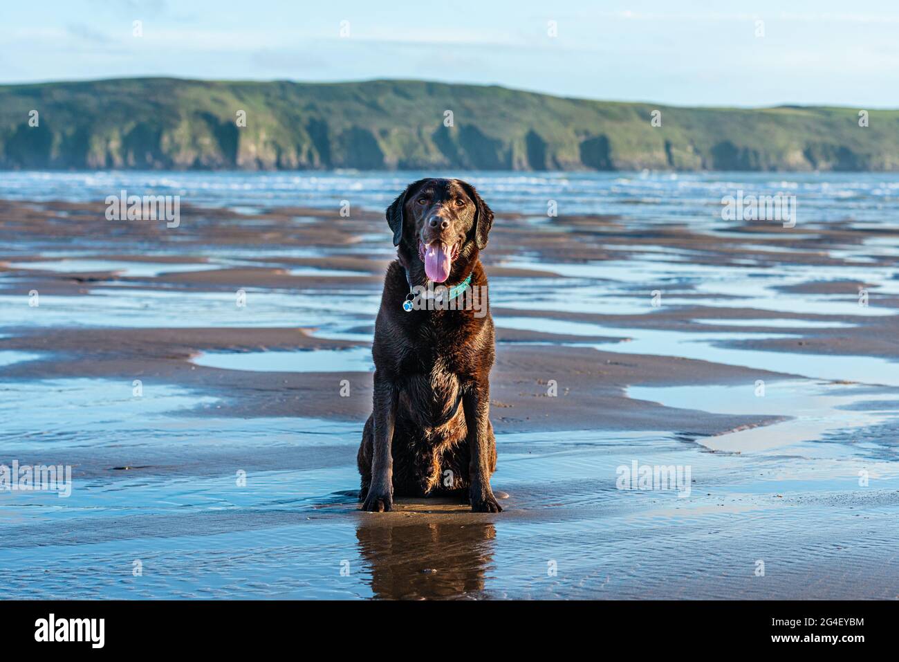 Dog on Woolacombe Beach, una distesa di cinque miglia di sabbie pluripremiate, Devon. Foto Stock