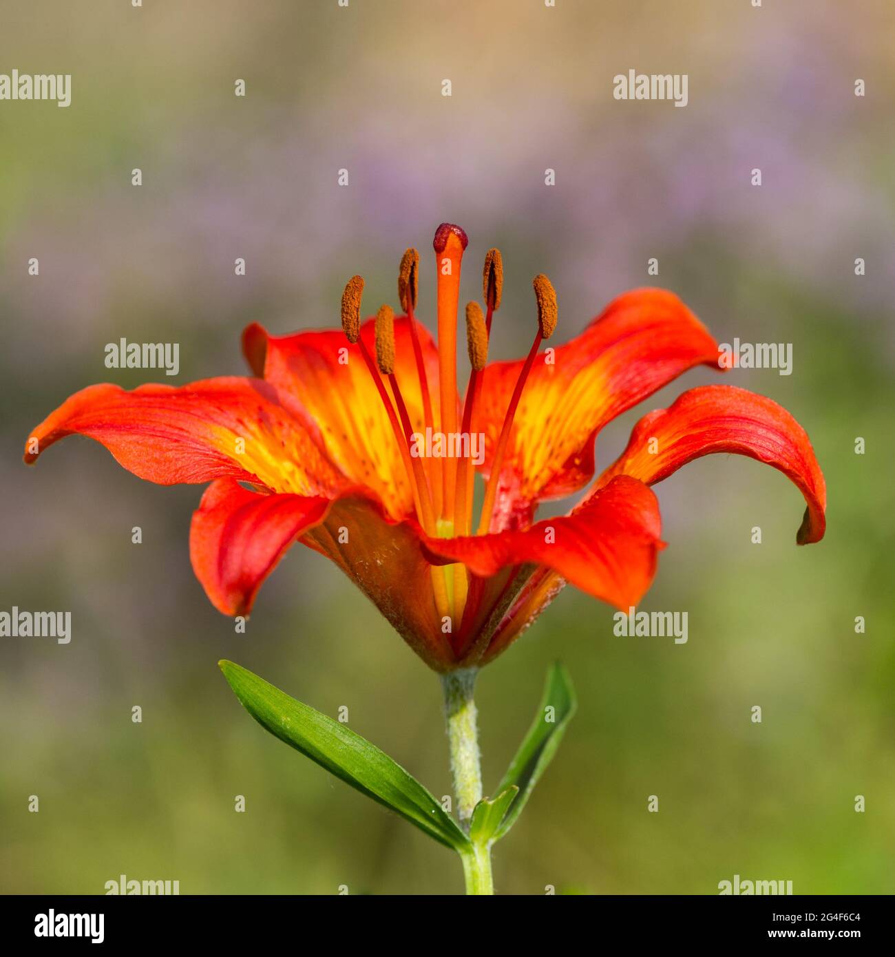 Fuoco giglio (Lilium bulbiferum) in fiore in prato verde Foto Stock