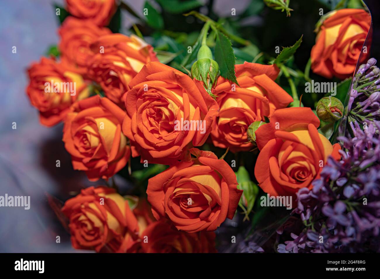 un grande e lussureggiante bouquet di rose arancioni Foto Stock