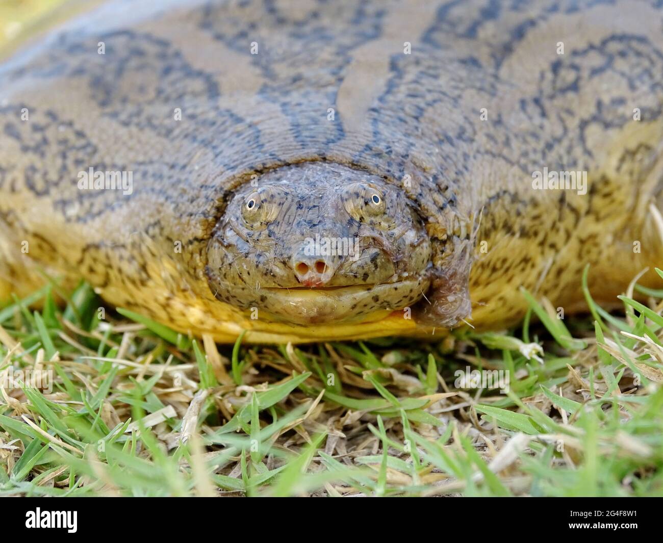 Tartaruga softshell a testa stretta indiana, Chitra indica. In pericolo. Trovato nei fiumi del subcontinente indiano. Regione di Chambal, India Foto Stock