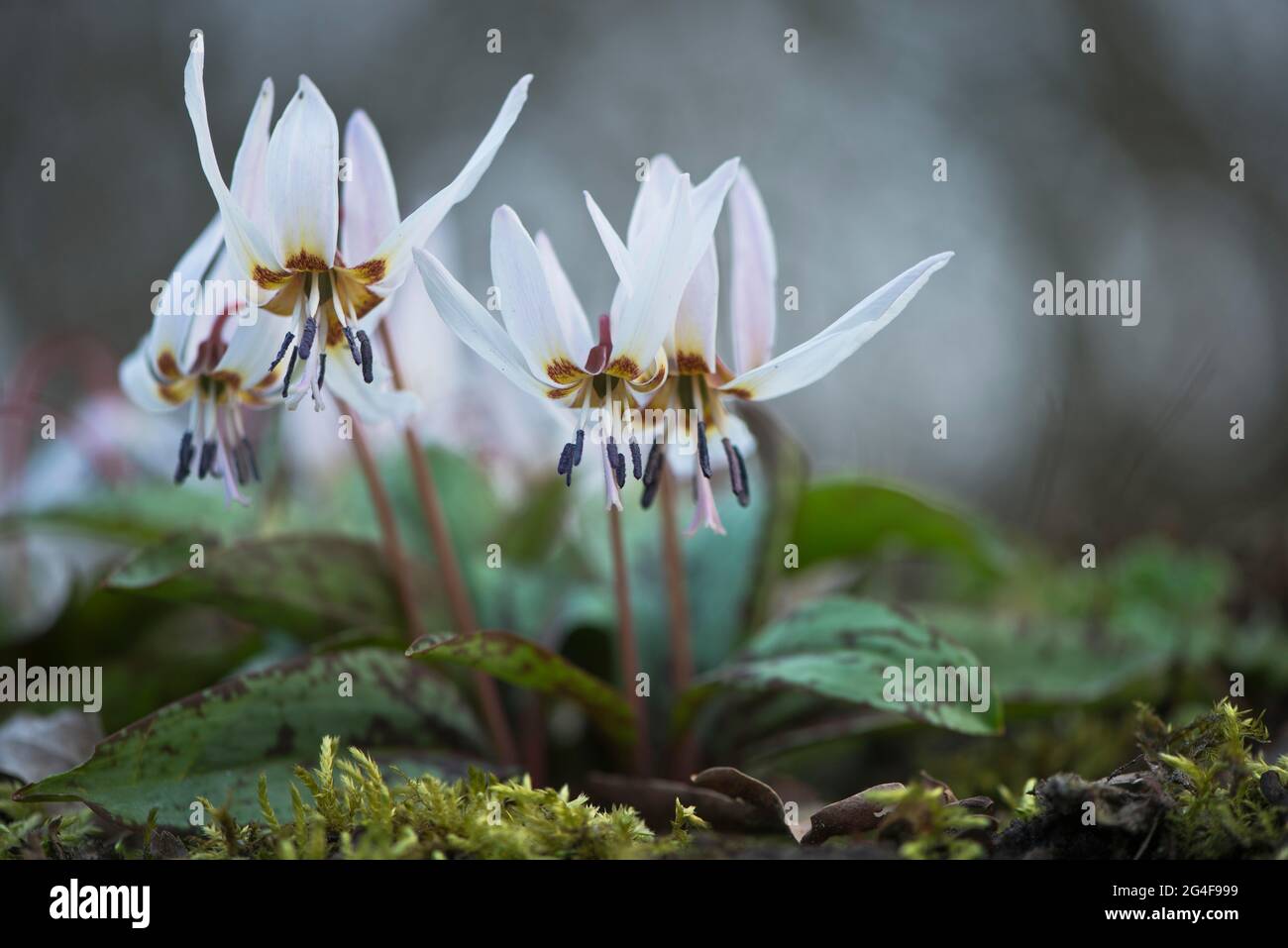 Viola dentato del cane (Erythronium dens-canis), Emsland, bassa Sassonia, Germania Foto Stock