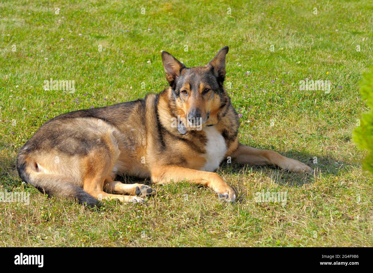 Shepherd Dog Mongrel Foto Stock