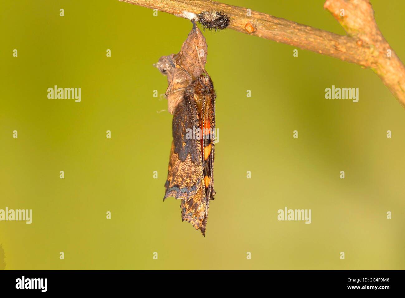 Piccola tartaruga (Aglais orticae), cova di pupa, Siegerland, Renania Settentrionale-Vestfalia, Germania Foto Stock