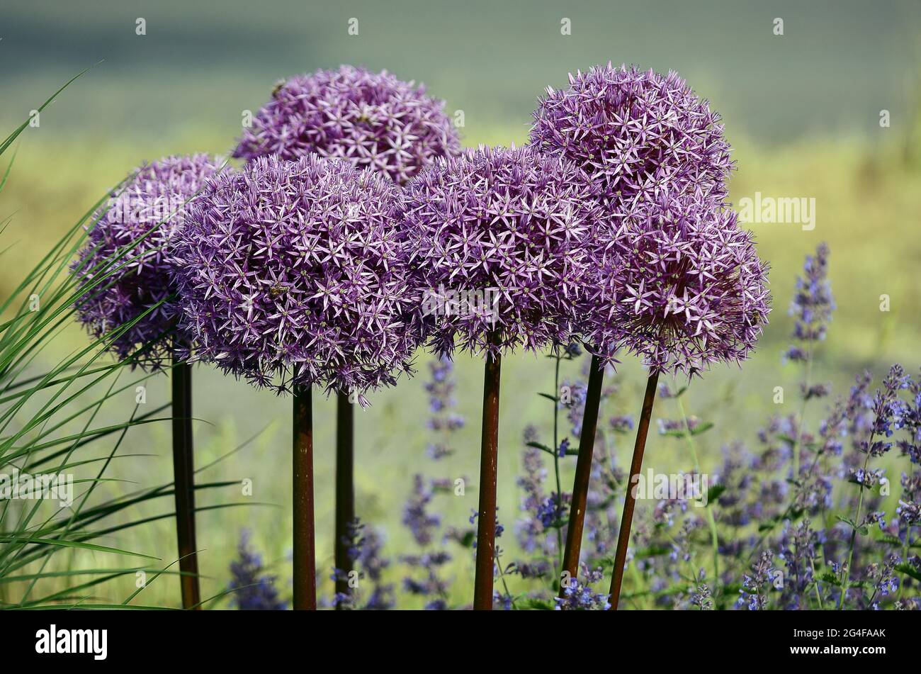 Porpora porpora ornamentale (Allium) e menta (Lamiaceae) Germania Foto Stock