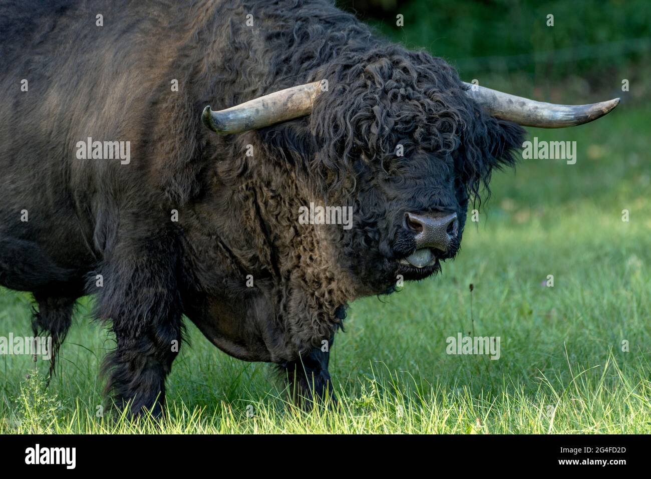 Bestiame delle Highlands scozzesi, bestiame delle Highland o Kyloe (Bos primigenius F. taurus), toro nero, toro su un pascolo, Assia, Germania Foto Stock