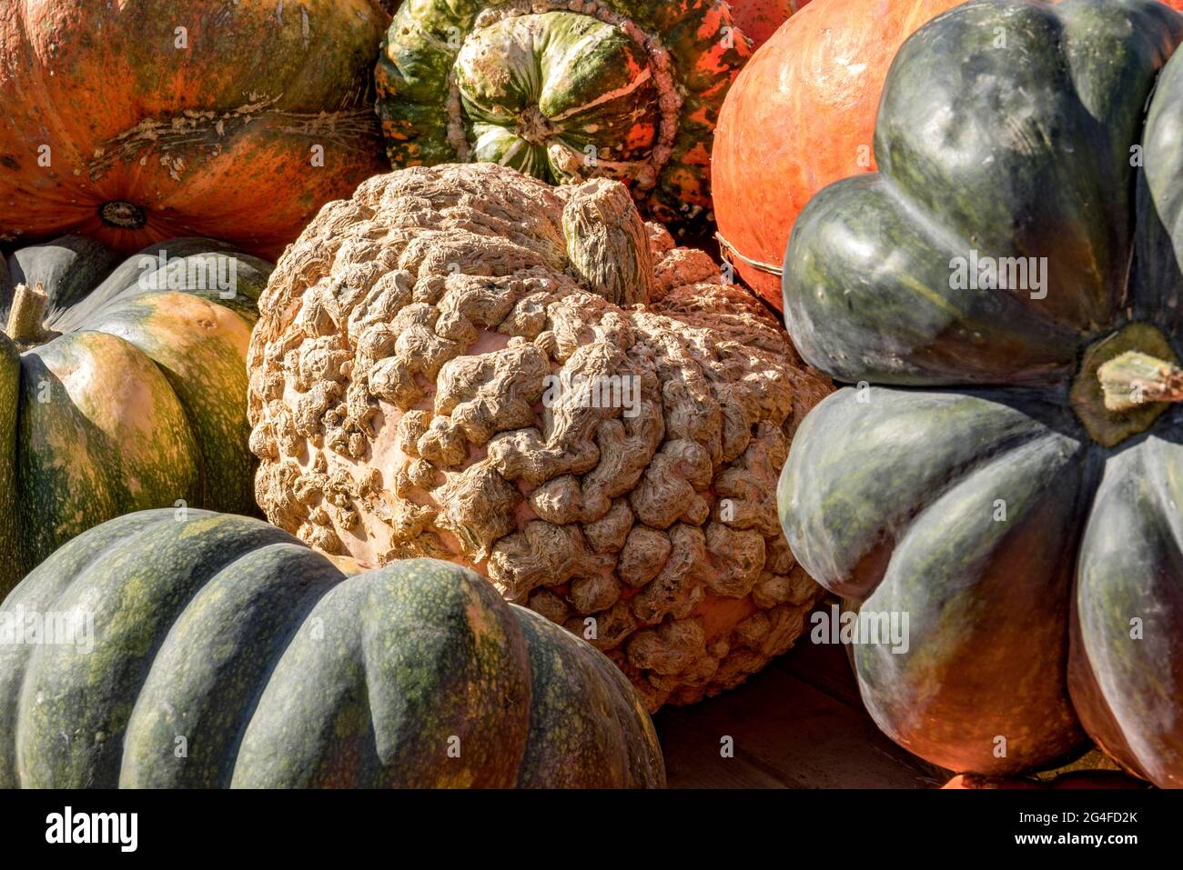 Zucche (Cucurbita) zucche commestibili e ornamentali di diverse varietà in una stalla, alta Baviera, Baviera, Germania Foto Stock