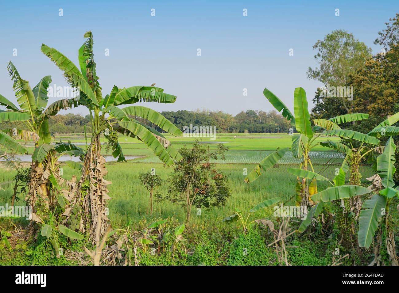 Bellissimo paesaggio rurale di banana albero e campo di risaie con cielo blu sullo sfondo. Kolkata, Bengala Occidentale, India Foto Stock