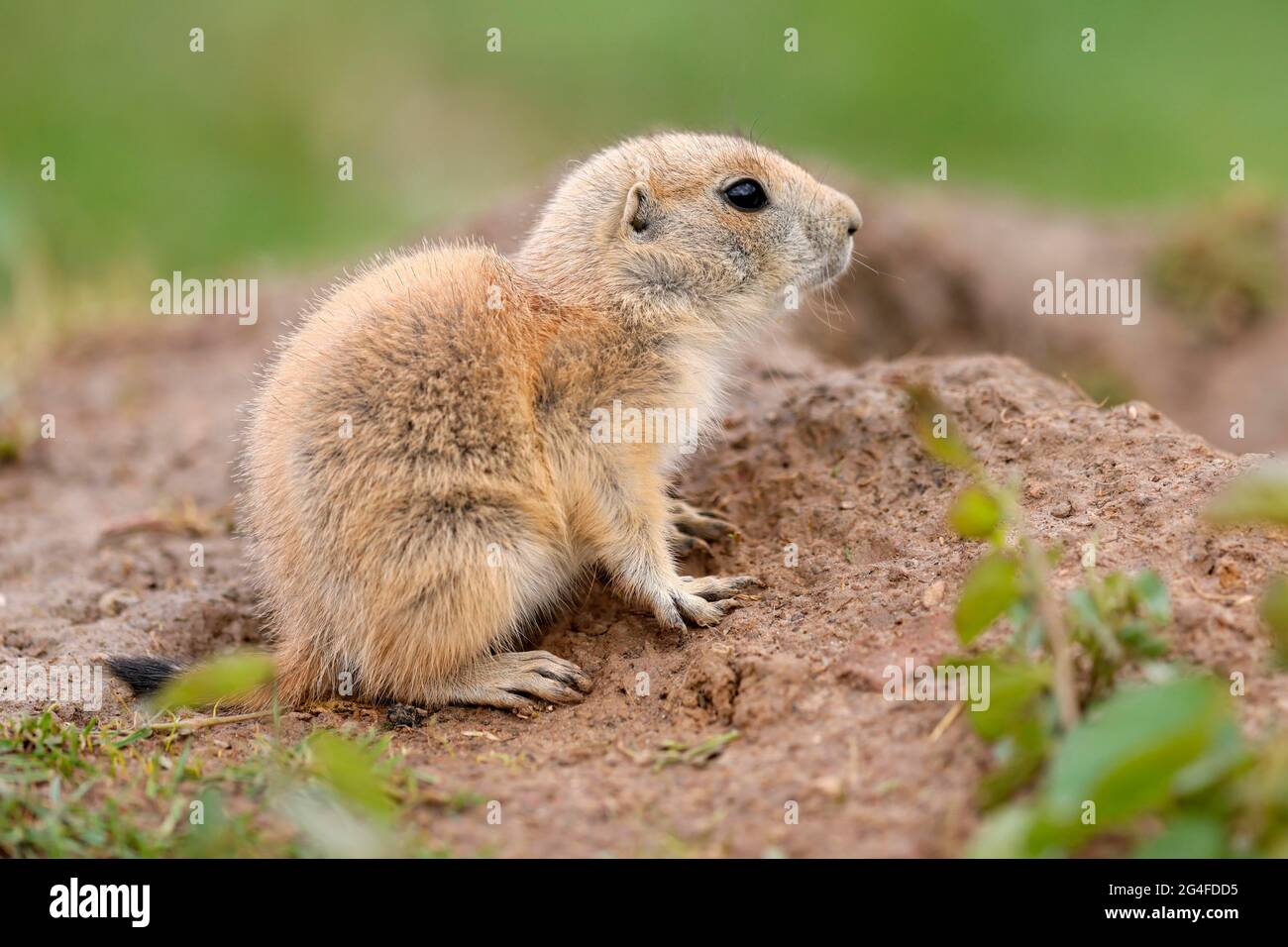 Cane di Prairie dalla coda nera (Cynomys ludovicianus) giovane su burrow, Germania Foto Stock